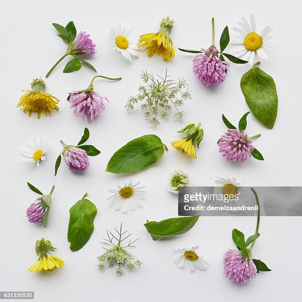 arrangement of clover, daisies, dandelion and queen anne's lace wildflowers - meadow flowers stock pictures, royalty-free photos & images