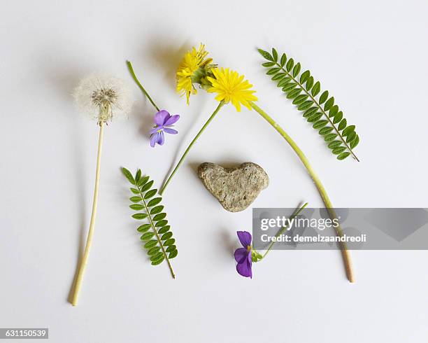 collection of wildflowers, ferns and heart shaped rock - wildflowers imagens e fotografias de stock