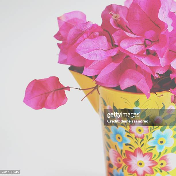 pink bougainvillea flowers in a colorful jug - buganvília imagens e fotografias de stock