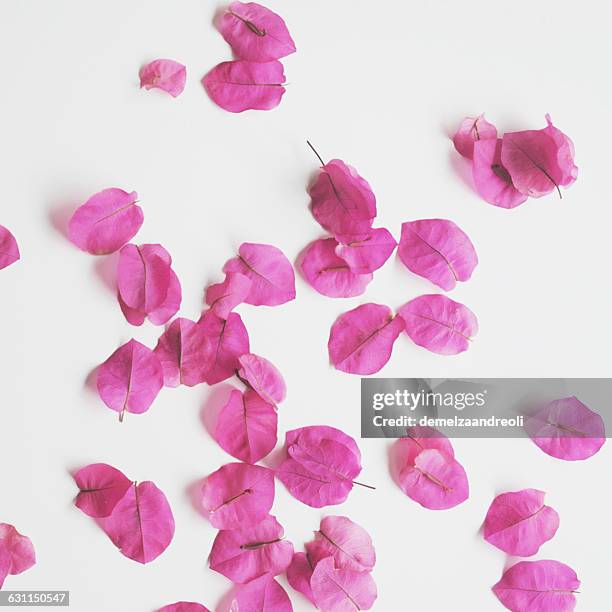 pink bougainvillea petals on white background - buganvília imagens e fotografias de stock