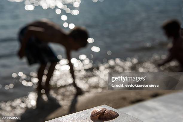 two children collecting seashells on the beach - family gathering seashells on beach stock pictures, royalty-free photos & images