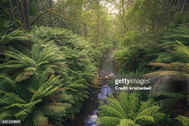 lush ferns along the aire river, victoria, australia - river aire stock pictures, royalty-free photos & images