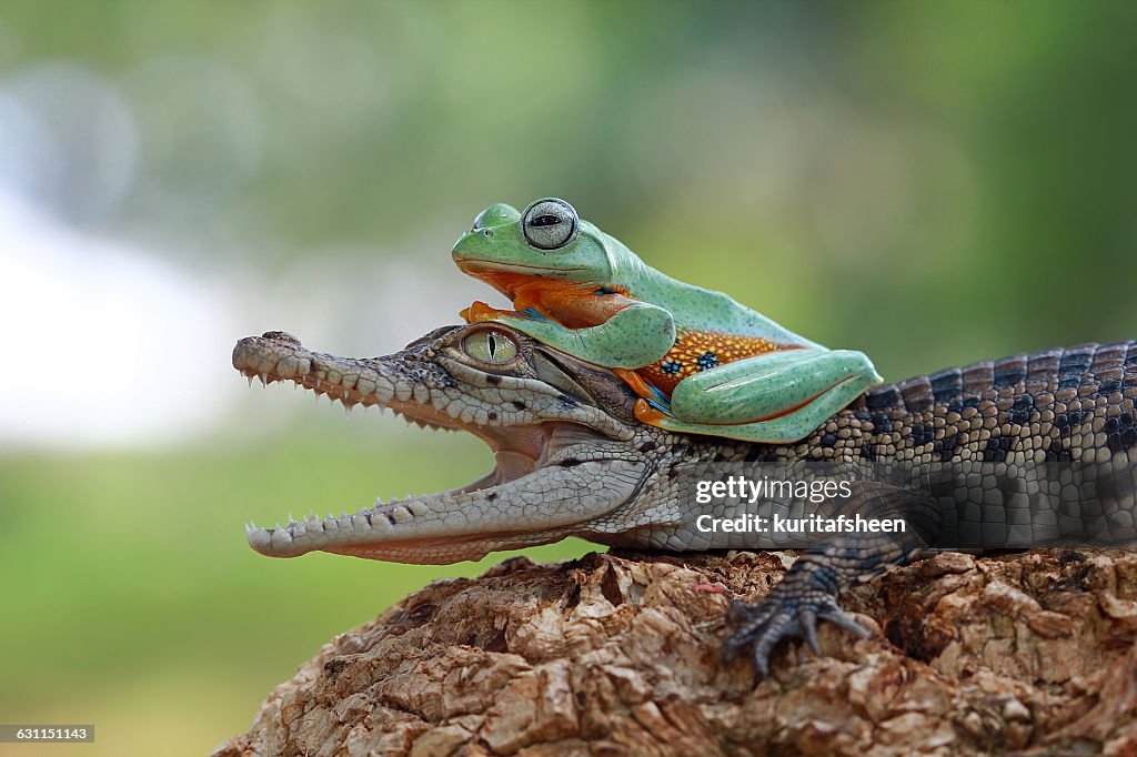 Tree frog sitting on  crocodile