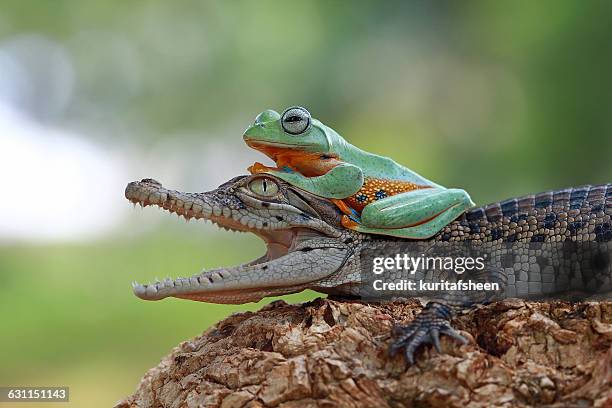 tree frog sitting on crocodile - symbiotic relationship stock pictures, royalty-free photos & images