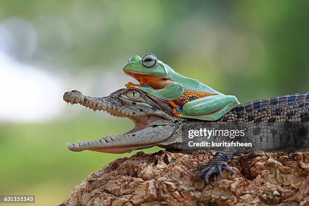 tree frog sitting on  crocodile - symbiotic relationship 個照片及圖片檔