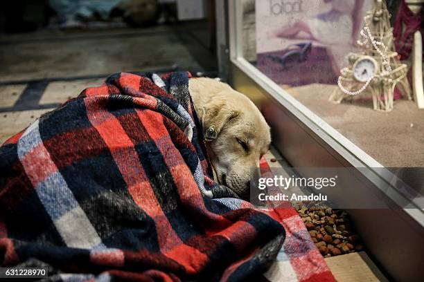 Dog wrapped in blanket sleeps at the entrance of a shopping center in Bakirkoy district of Istanbul, Turkey on January 8, 2017. Citizens feed animals...