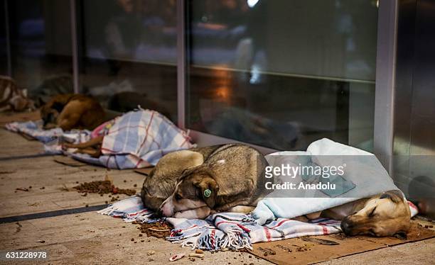 Dogs lie on blankets to stay warm at the entrance of a shopping center in Bakirkoy district of Istanbul, Turkey on January 8, 2017. Citizens feed...