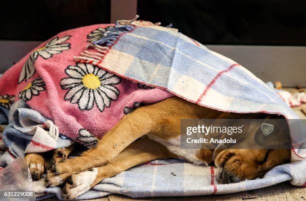 Dog wrapped in blanket sleeps at the entrance of a shopping center in Bakirkoy district of Istanbul, Turkey on January 8, 2017. Citizens feed animals...