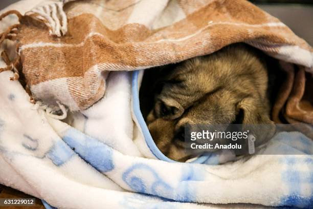 Dog wrapped in blanket lies at the entrance of a shopping center in Bakirkoy district of Istanbul, Turkey on January 8, 2017. Citizens feed animals...