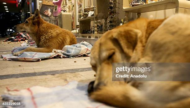 Dogs lie on blankets to stay warm at the entrance of a shopping center in Bakirkoy district of Istanbul, Turkey on January 8, 2017. Citizens feed...