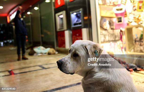 Dog sits outside of a shopping center during cold weather in Bakirkoy district of Istanbul, Turkey on January 8, 2017. Citizens feed animals and lay...