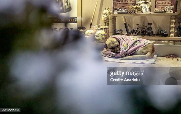 Dog wrapped in blanket sleeps at the entrance of a shopping center in Bakirkoy district of Istanbul, Turkey on January 8, 2017. Citizens feed animals...