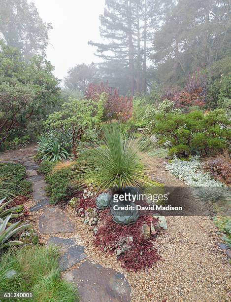 garden in fog with redwoods - bearberry stock pictures, royalty-free photos & images