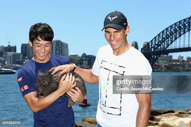 Kei Nishikori and Rafael Nadal pose with Lola the wombat ahead of the Fast4International Exhibition this evening at the ICC Sydney Theatre on January...