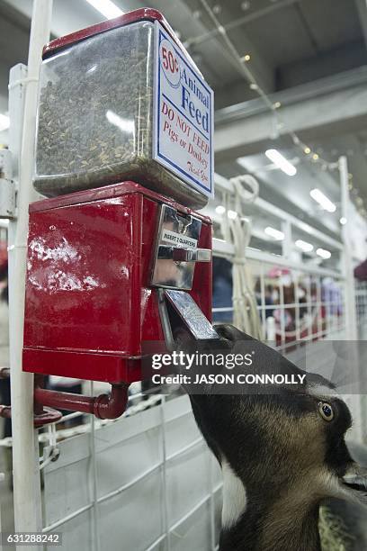 One of many goats on display at the Petting Zoo at the 2017 National Western Stock Show in Denver, Colorado, finds a free meal of pellets on January...