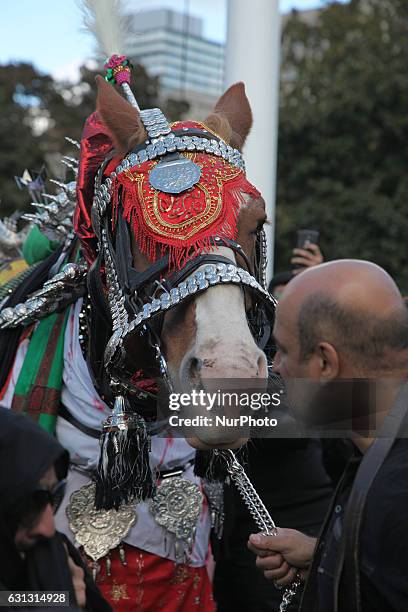 Pakistani Shiite Muslims touch a horse symbolizing the horse that carried Imam Hussein during the battle of Karbala during the holy month of Muharram...
