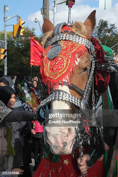 Pakistani Shiite Muslims touch a horse symbolizing the horse that carried Imam Hussein during the battle of Karbala during the holy month of Muharram...