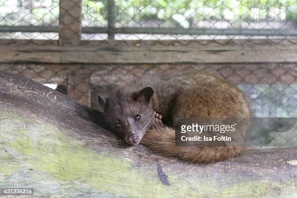 Luwak inside the Pulina Coffee Plantation. It is an asian palm civet , also called toddy cat, and is a small member of the family Viverridae native...