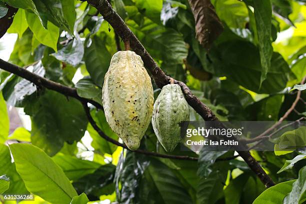 Cocoa plant inside the Pulina Coffee Plantation on January 03, 2016 in Tegallalang, Bali, Indonesia.