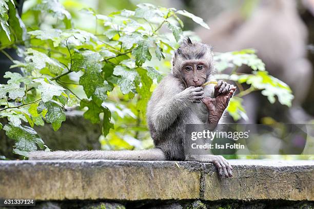 Java Macaque Monkey Photos and Premium High Res Pictures - Getty Images