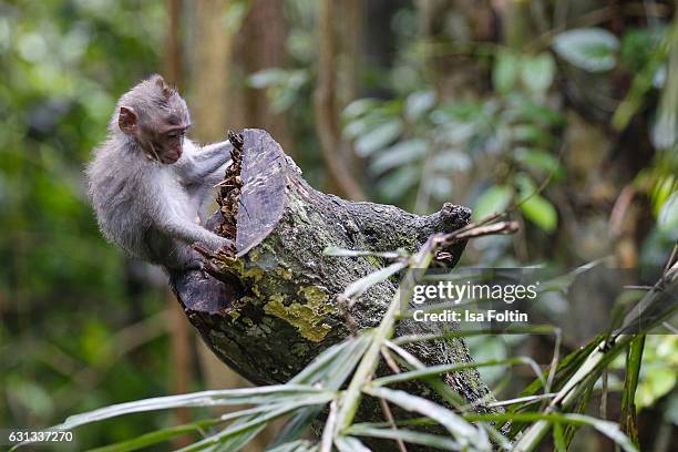 Java Monkey Baby 315 Java Macaque Monkey Stock Photos, High-Res Pictures, and Images ...