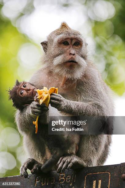 Java Monkey Baby 315 Java Macaque Monkey Stock Photos, High-Res Pictures, and Images ...