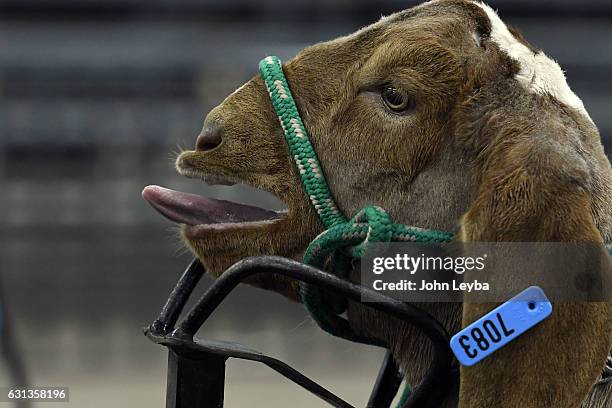 686 Junior Rodeo Stock Photos, High-Res Pictures, and Images - Getty Images