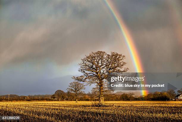 winter rainbow and ancient oak tree - ancient oak stock pictures, royalty-free photos & images