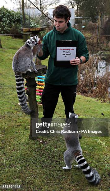 Zookeeper Steve White counts Lemurs during the annual stocktake at Whipsnade Zoo in Bedfordshire.