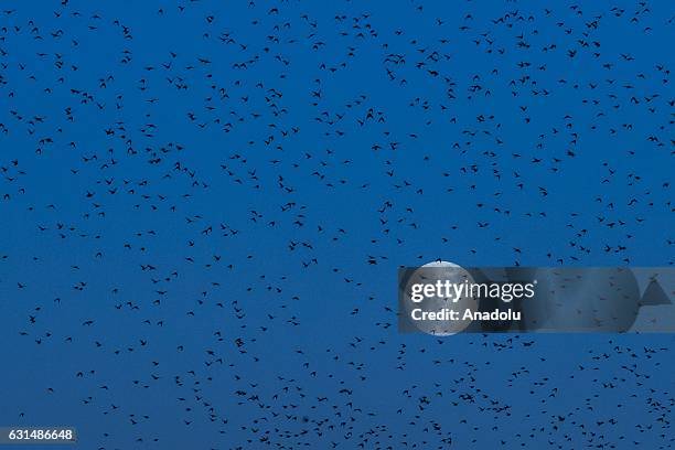 Flock of starlings flies as full moon is seen in the sky in Konya, Turkey on January 11, 2017.