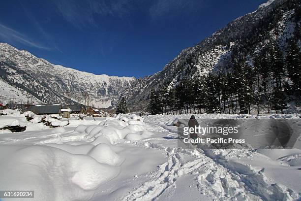 Kashmiri girl walking on accumulated snow in Central Kashmirs Kangan. Cold wave has gripped Valley since past two weeks while various places across...