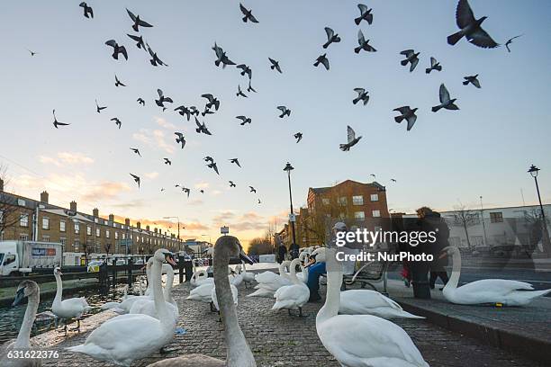 People feed swans near the Portobello bridge in Dublin. On Friday, 13 January 2017, Dublin, Ireland.