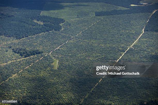 Villavicencio, Colombia Plantation of Palm Trees for Palm Oil Production on January 13, 2017 in Villavicencio, Colombia.