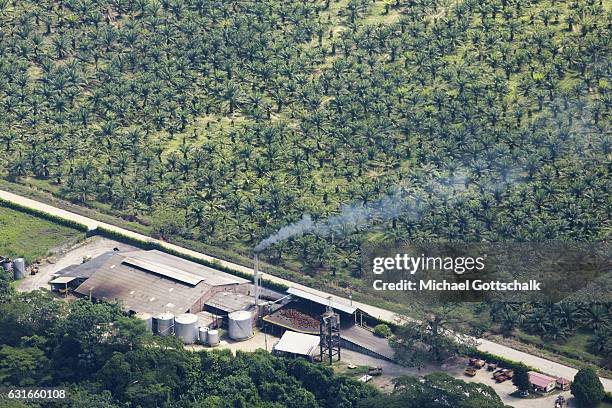 Villavicencio, Colombia Plantation of Palm Trees for Palm Oil Production on January 13, 2017 in Villavicencio, Colombia.