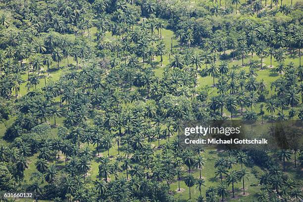 Villavicencio, Colombia Plantage of Palm Trees for Palm Oil Production on January 13, 2017 in Villavicencio, Colombia.