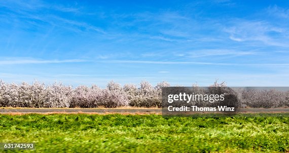 Blossoming Almond Trees
