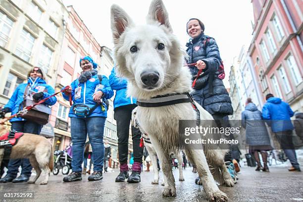 Volunteers with dogs collecting money are seen during 25th Grand Finale of Great Orchestra of Christmas Charity on January 15th, 2017 in Gdansk. Over...