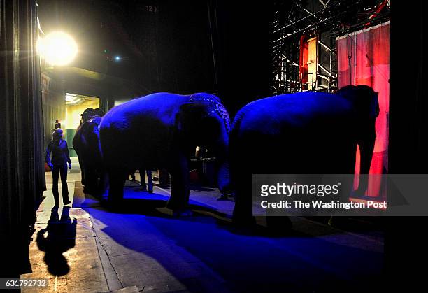 Elephants wait for their cue backstage before their last performance at the EagleBank Arena in Fairfax, Va. --We followed the Ringling Bros. And...