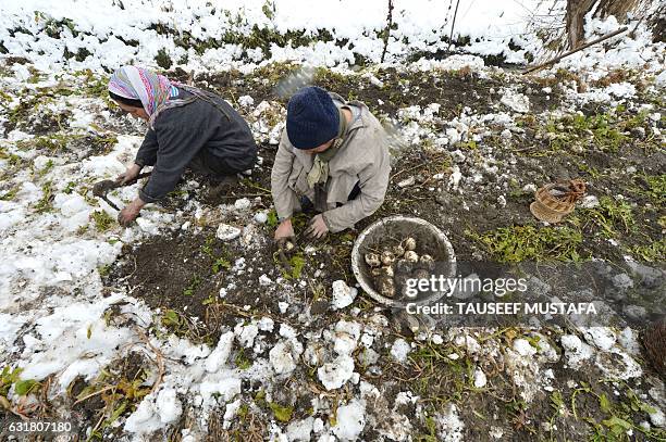 Kashmiri farmers harvest radishes in a snow-covered field in the interior of Dal Lake in Srinagar on January 16, 2017. A cold wave has further...