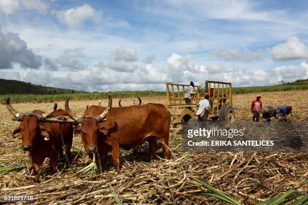 Workers collect sugar cane at a plantation near Santa Cruz de El Seibo, in eastern Dominican Republic, on January 9, 2017. A cane cutter in the...