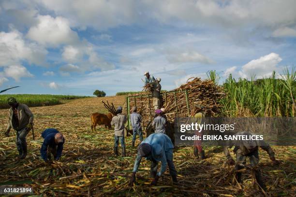 Workers collect sugar cane at a plantation near Santa Cruz de El Seibo, in eastern Dominican Republic, on January 9, 2017. A cane cutter in the...