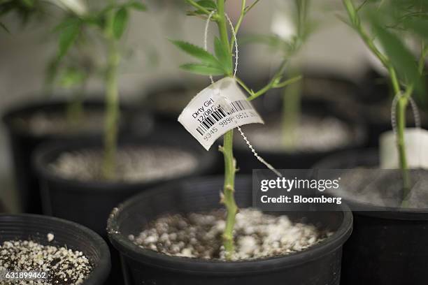 Marijuana plant is tagged with a strain label at the Smokey Point Productions facility in Arlington, Washington, U.S., on Thursday, Jan. 12, 2017....