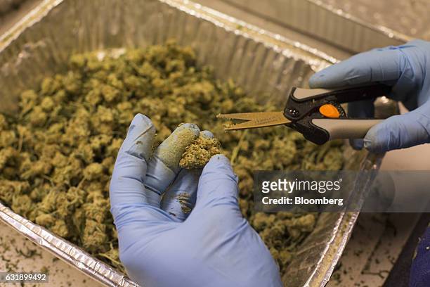 Worker clips dried marijuana flowers at the Smokey Point Productions facility in Arlington, Washington, U.S., on Thursday, Jan. 12, 2017. The...