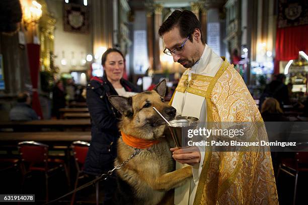 Dog tries to drink water from a priest's chalice during Saint Anthony day at San Anton Church on January 17, 2017 in Madrid, Spain. During San Anton...