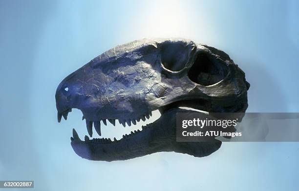 dinosaur - t rex fossil stock pictures, royalty-free photos & images