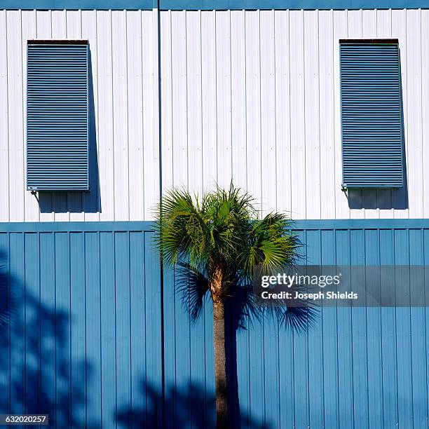 palmetto - palmetto stock pictures, royalty-free photos & images