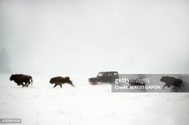 Bisons run across a snow-covered field near the village of Rybnitsa, some 290 kms northwest of Minsk, on January 19, 2017.