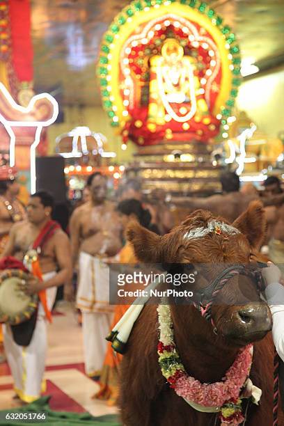 Cow is paraded around a Tamil Hindu temple as an idol of Lord Ganesh follows behind as part of prayers during the Thai Pongal festival in...