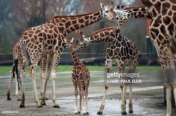 Murchison , a baby Rothschild giraffe, receives attention from other giraffes as he ventures out of the Giraffe House at Chester Zoo in Chester,...