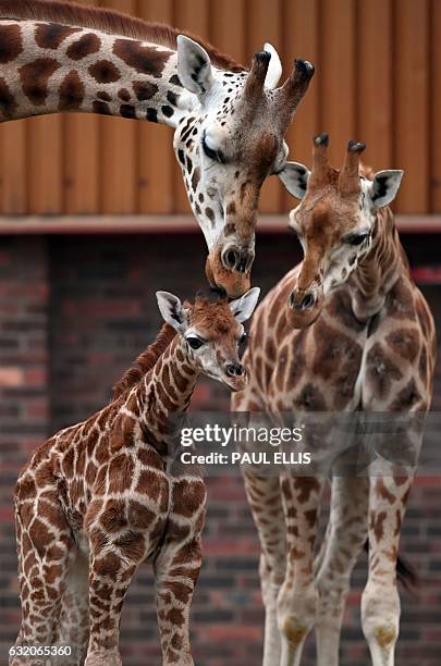 Murchison , a baby Rothschild giraffe, receives attention from other giraffes as he ventures out of the Giraffe House at Chester Zoo in Chester,...